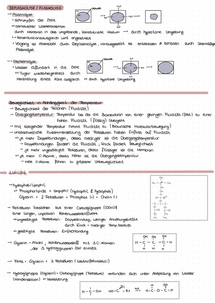 PROVARYOT VS EUKARYOT
Membran umgrenzt Organellen
Erbsubstanz
genetischer Austausch
→
Masse an Ribasomen
Cytoskelett
genetische Information
