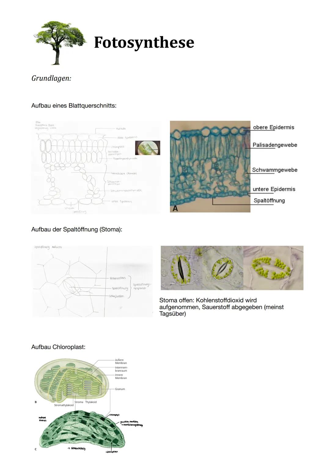 Fotosynthese

Grundlagen:

Aufbau eines Blattquerschnitts:



obere Epidermis
Palisadengewebe
Schwammgewebe
untere Epidermis
Spaltöffnung

A