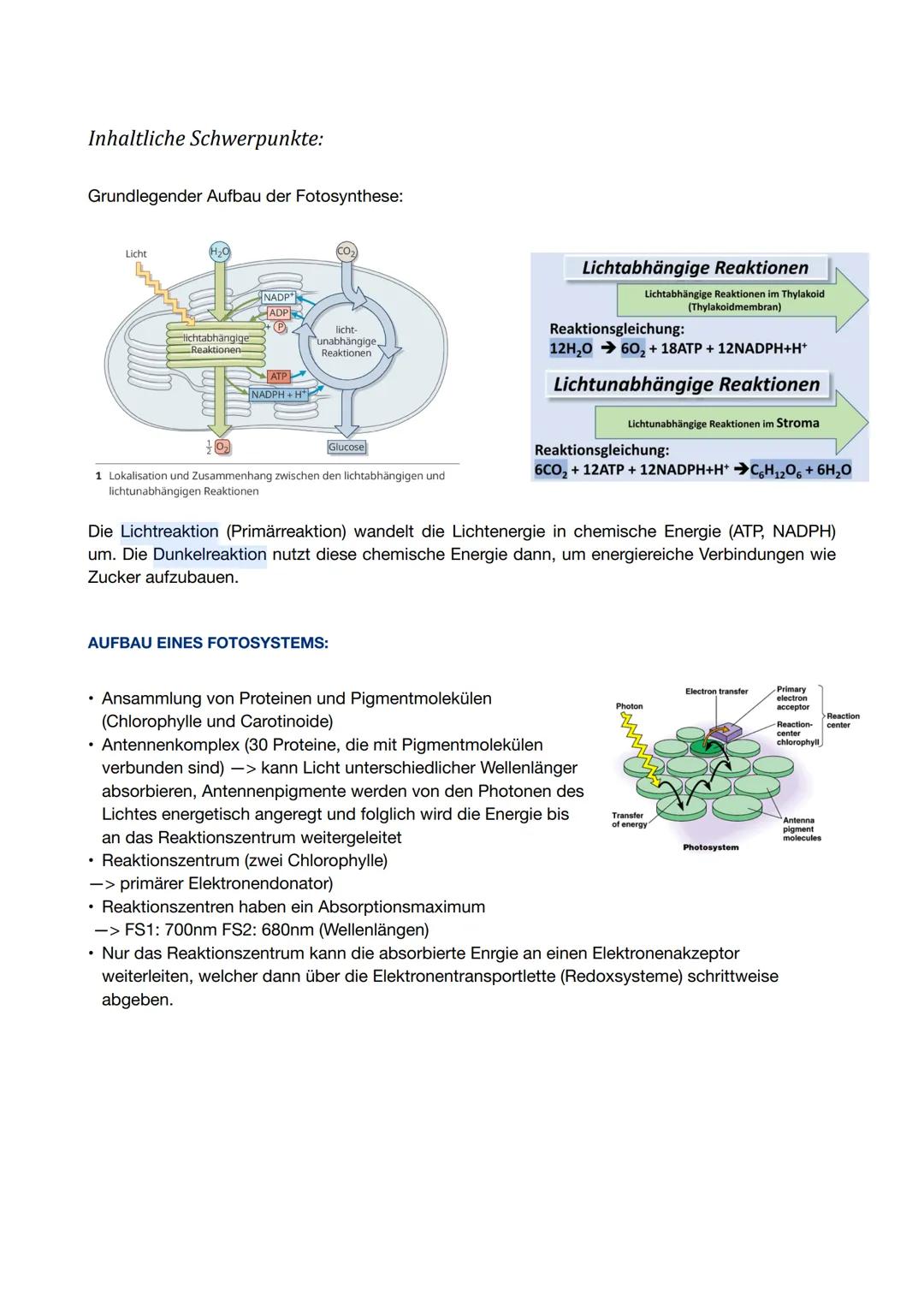 Fotosynthese

Grundlagen:

Aufbau eines Blattquerschnitts:



obere Epidermis
Palisadengewebe
Schwammgewebe
untere Epidermis
Spaltöffnung

A