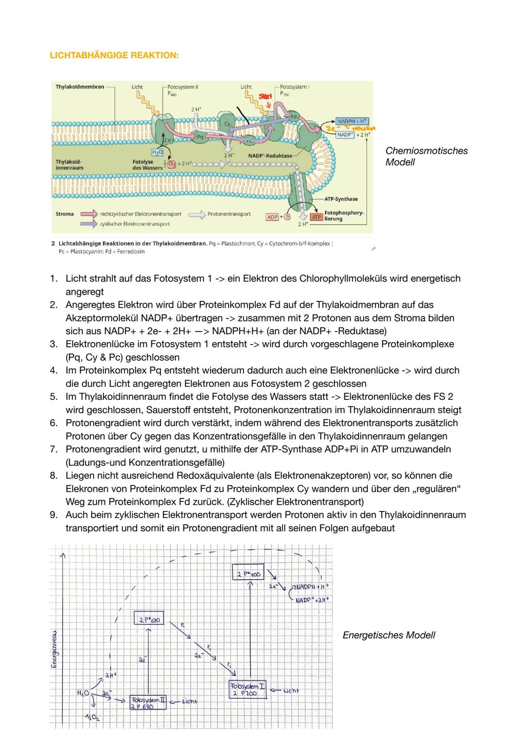 Fotosynthese

Grundlagen:

Aufbau eines Blattquerschnitts:



obere Epidermis
Palisadengewebe
Schwammgewebe
untere Epidermis
Spaltöffnung

A