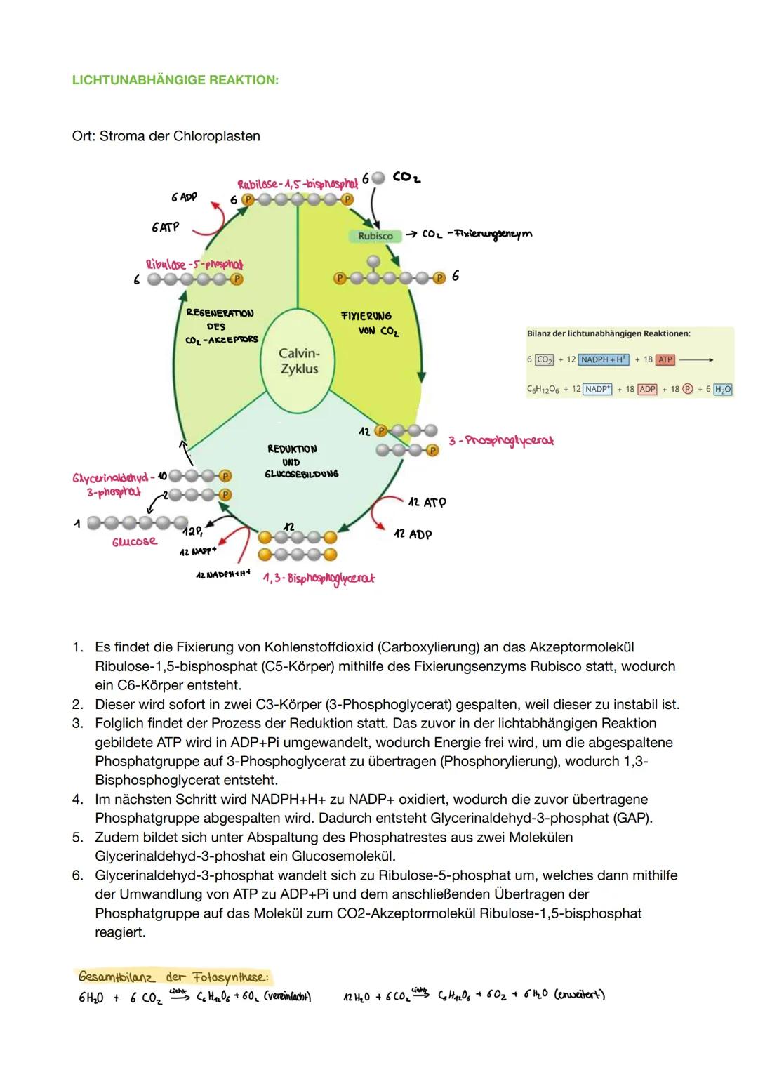 Fotosynthese

Grundlagen:

Aufbau eines Blattquerschnitts:



obere Epidermis
Palisadengewebe
Schwammgewebe
untere Epidermis
Spaltöffnung

A