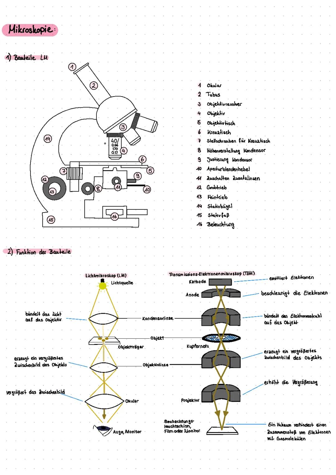Mikroskopie: Einfache Erklärung und Vergleich der Mikroskope