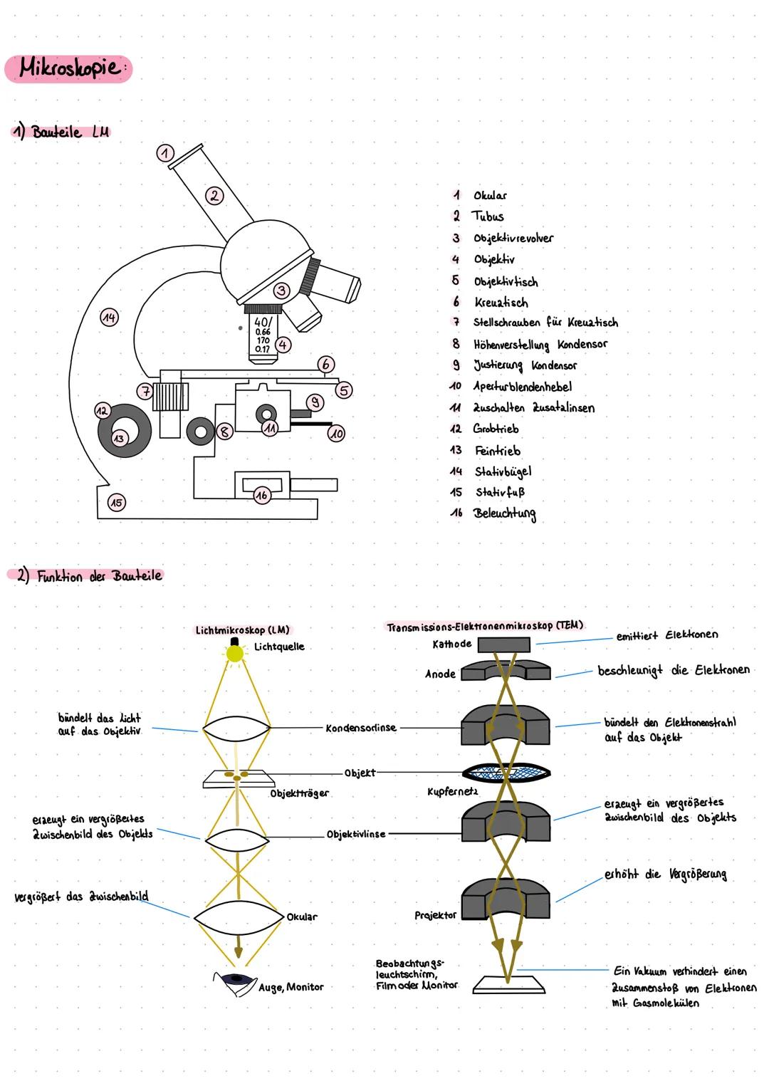 Mikroskopie
1) Bauteile LM
14.
15
2) Funktion der Bauteile
bündelt das Licht
auf das Objektiv.
eraeugt ein vergrößertes
2wischenbild des Obj
