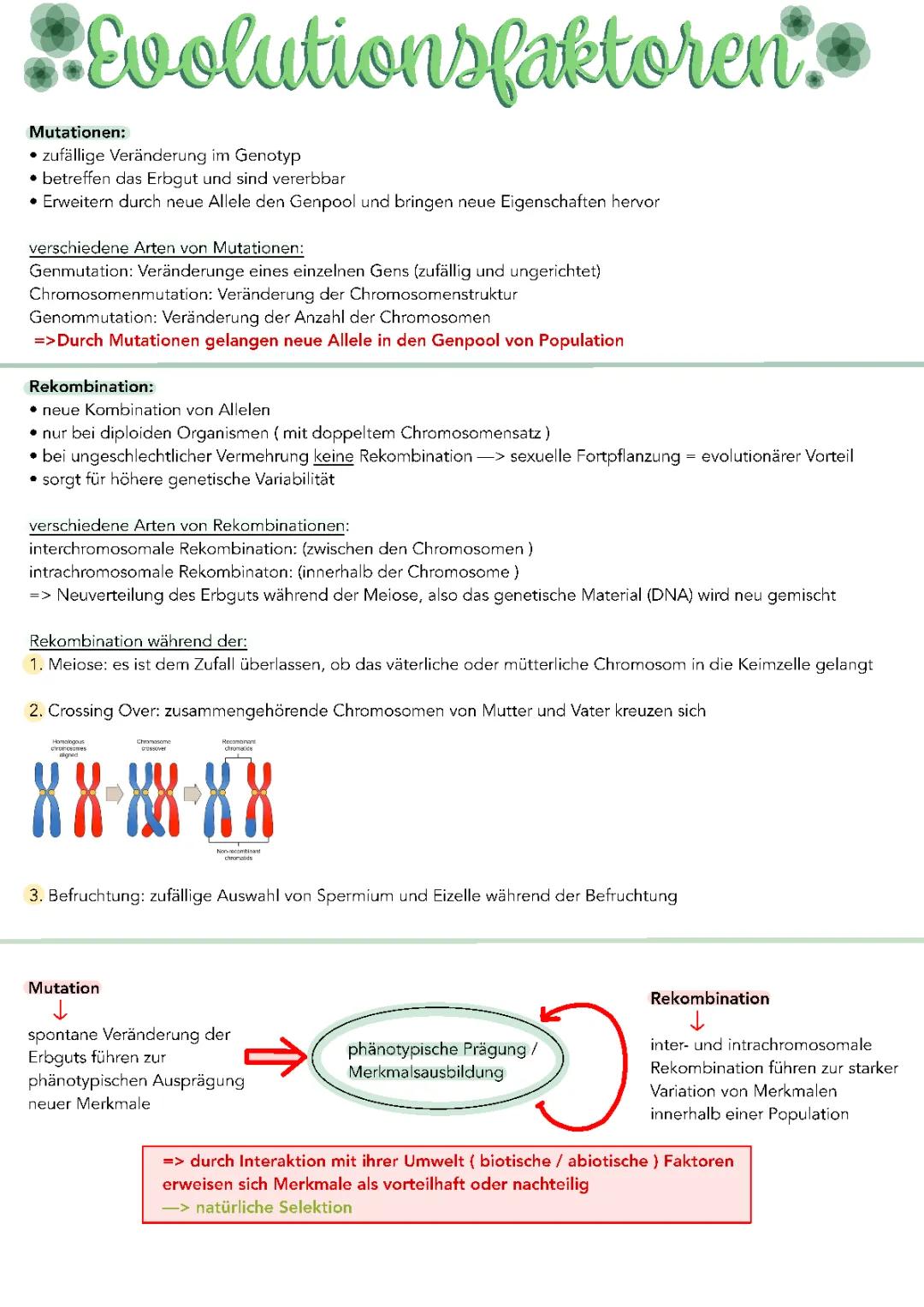 Evolutionsfaktoren für Kinder: Mutation, Rekombination und Beispiele