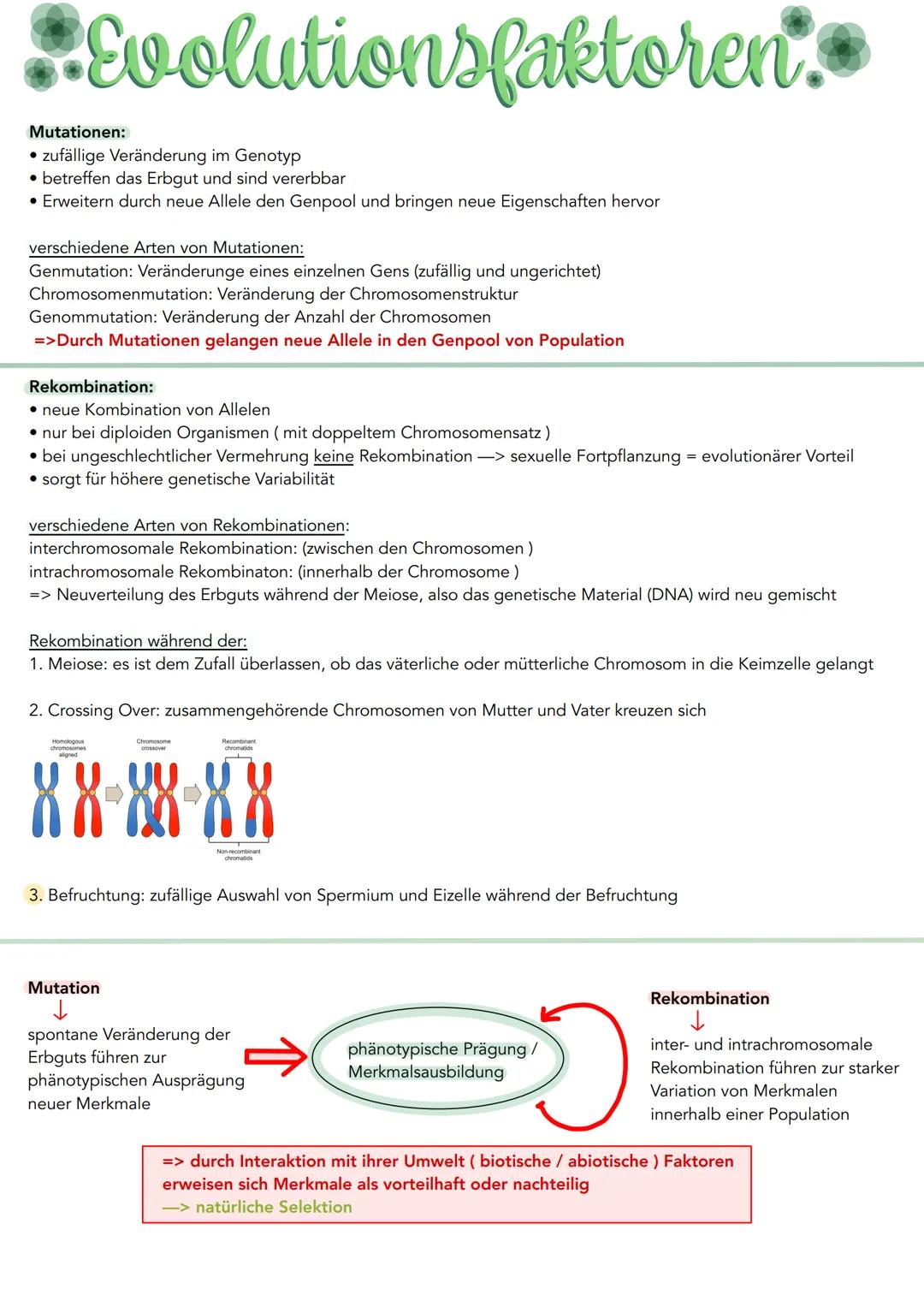 •Evolutionsfaktoren.
Mutationen:
• zufällige Veränderung im Genotyp
• betreffen das Erbgut und sind vererbbar
• Erweitern durch neue Allele 