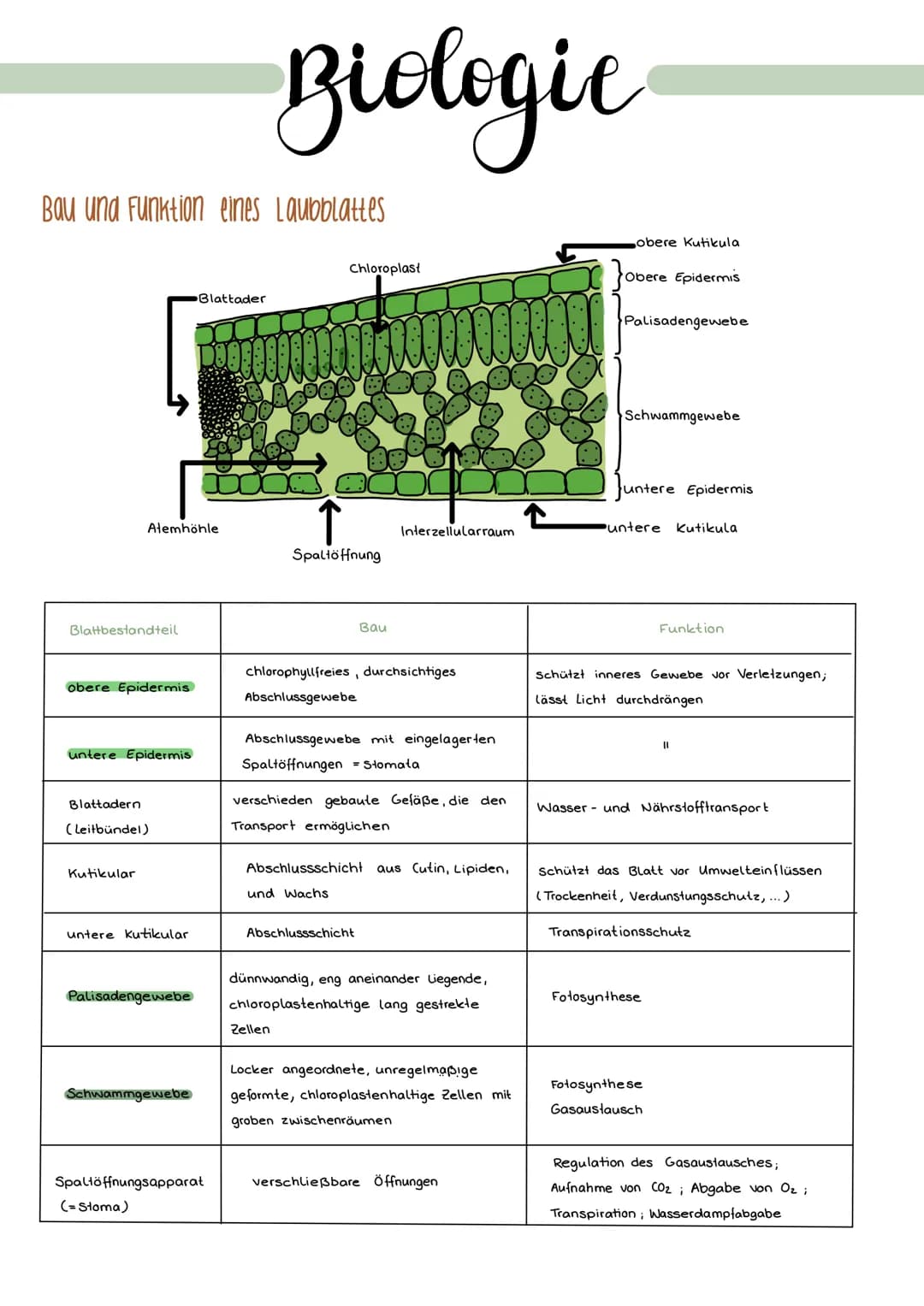 Bau und Funktion eines Laubblattes
Blattbestandteil
Alemhöhle
obere Epidermis
untere Epidermis
Blattadern
(Leitbündel)
Kutikular
untere kuti