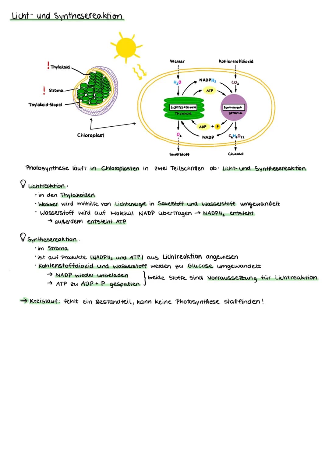 Umweltfaktoren
Abiotische Umweltfaktoren
→ physikalische und chemische Faktoren der unbelebten Umwelt
→ 2. B. Temperatur, pH-Wert, Feuchtigk