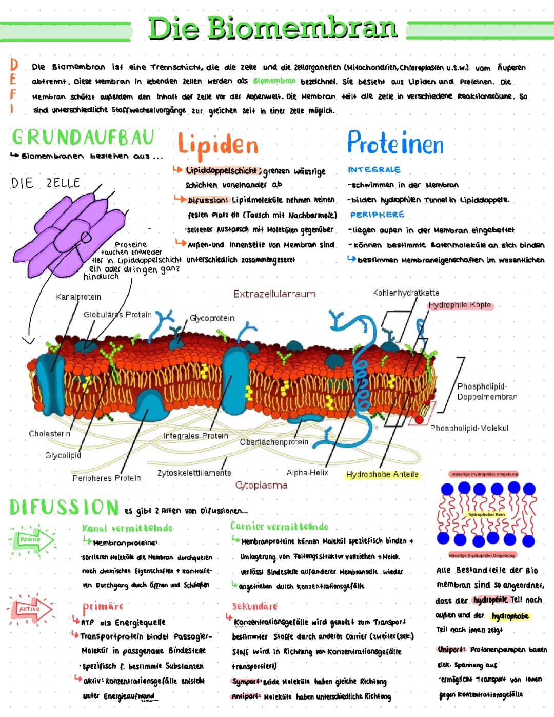 Biomembran 