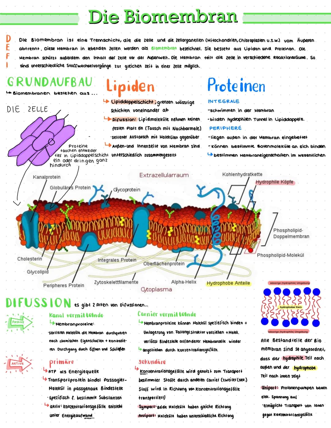 Die Biomembran
Die Biomembran ist eine Trennschicht, die die zelle und die zellorganellen (Mitochondrien, Chloroplasten u.s.w.). vom Äußeren
