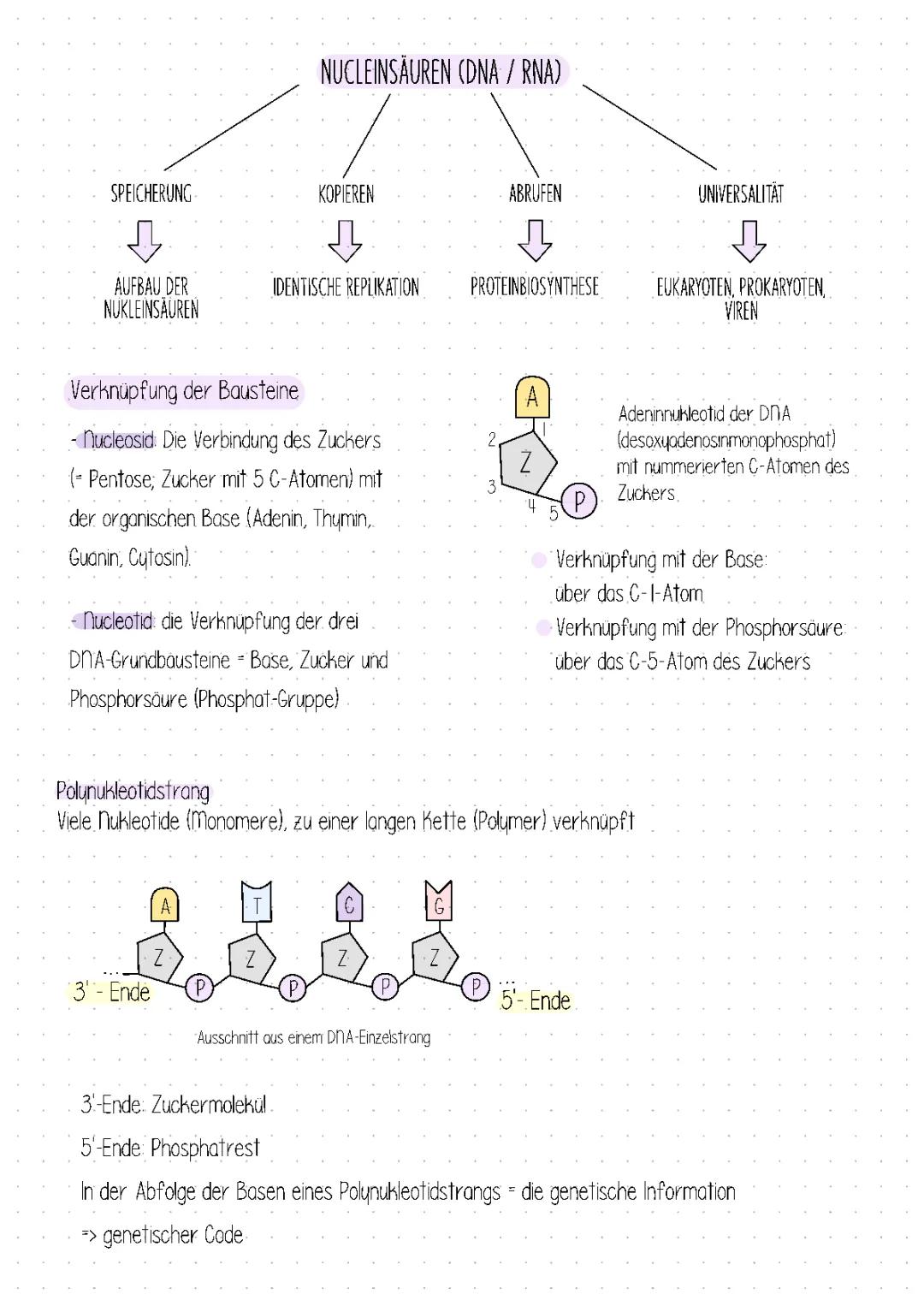 DNA vs. RNA