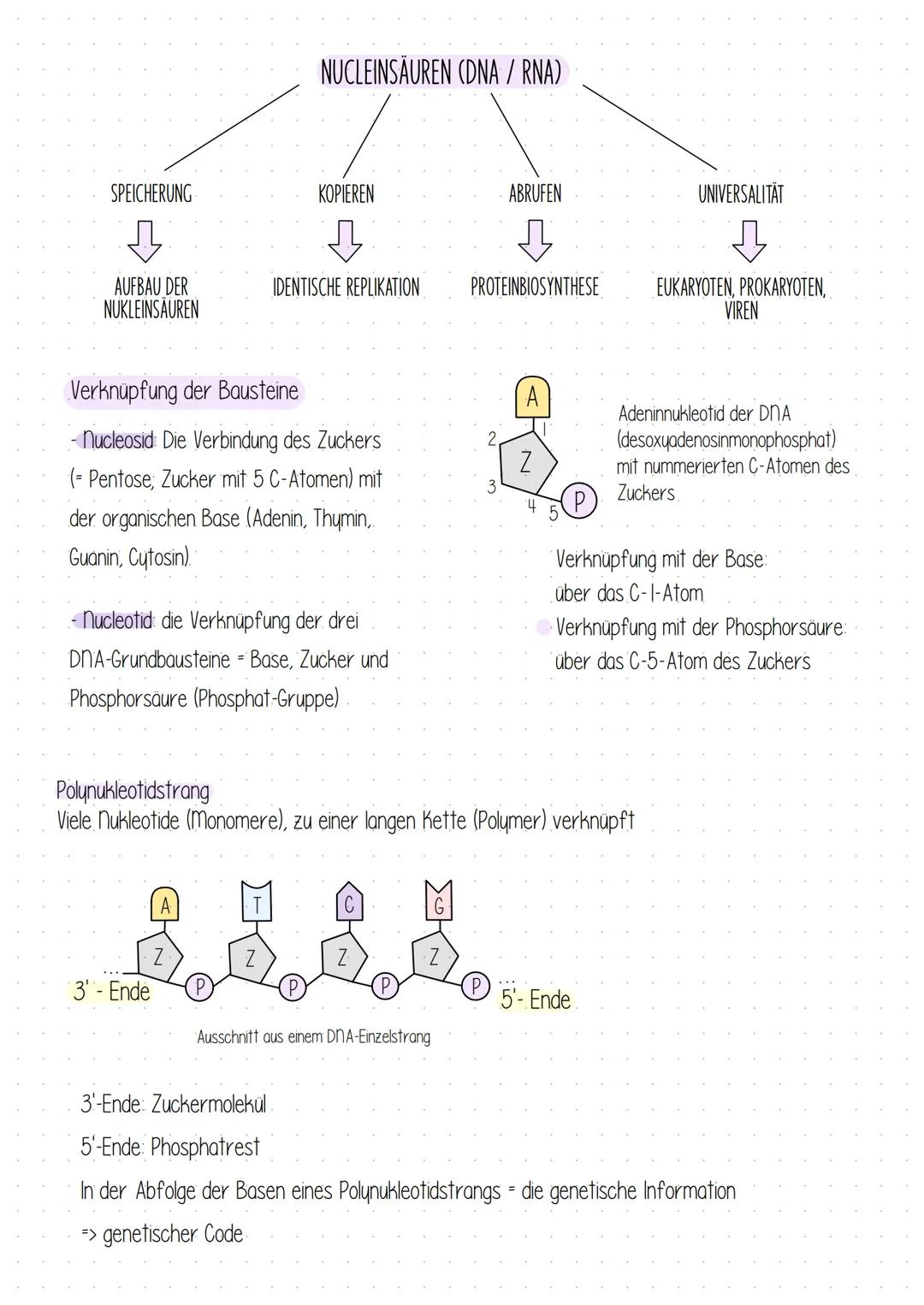 SPEICHERUNG
AUFBAU DER
NUKLEINSÄUREN
NUCLEINSÄUREN (DNA/RNA)
Verknüpfung der Bausteine
-nucleosid: Die Verbindung des Zuckers
(= Pentose; Zu