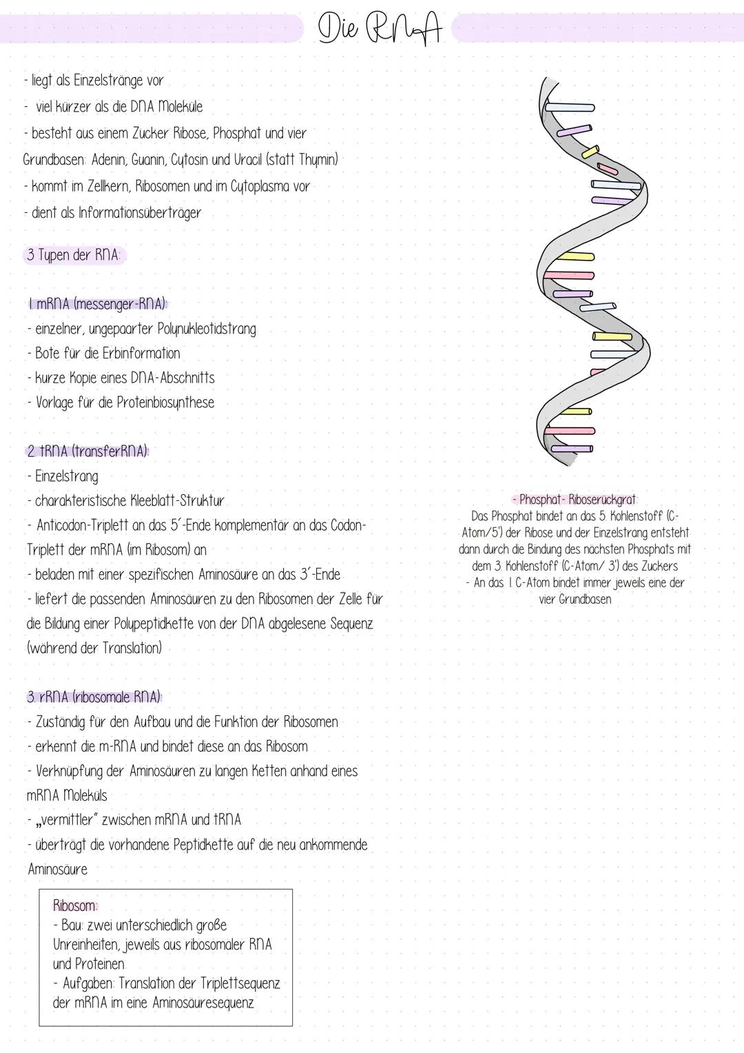 SPEICHERUNG
AUFBAU DER
NUKLEINSÄUREN
NUCLEINSÄUREN (DNA/RNA)
Verknüpfung der Bausteine
-nucleosid: Die Verbindung des Zuckers
(= Pentose; Zu