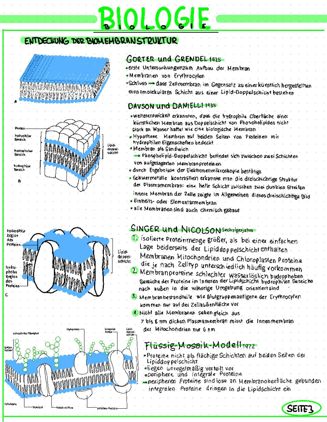 Biomembran: Aufbau, Funktion & Modelle - Flüssig-Mosaik, Sandwich & mehr 🧬