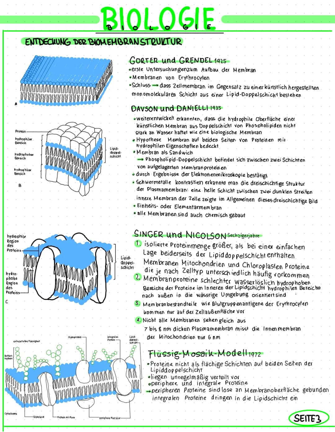 C
Protein
hydrophiler.
Bereich
Kohlen-
nydeste
hydrophober
Bereich
hydrophiler
Bereich
hydrophile
Region
des
Proteins.
hydro-
phobe
Region
d