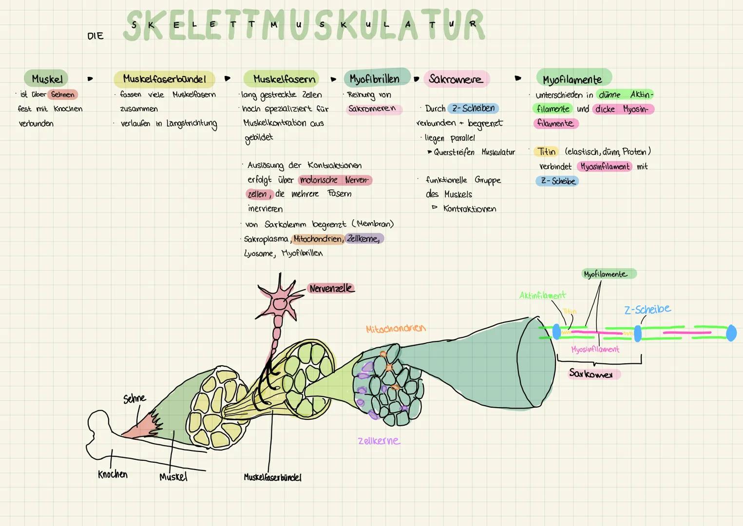 Muskel
ist über Sehnen
fest mit Knochen
verbunden
DIE
SKELETTMUSKULATUR
Muskelfaserbündel
fassen viele Muskelfasern
zusammen
verlaufen in La