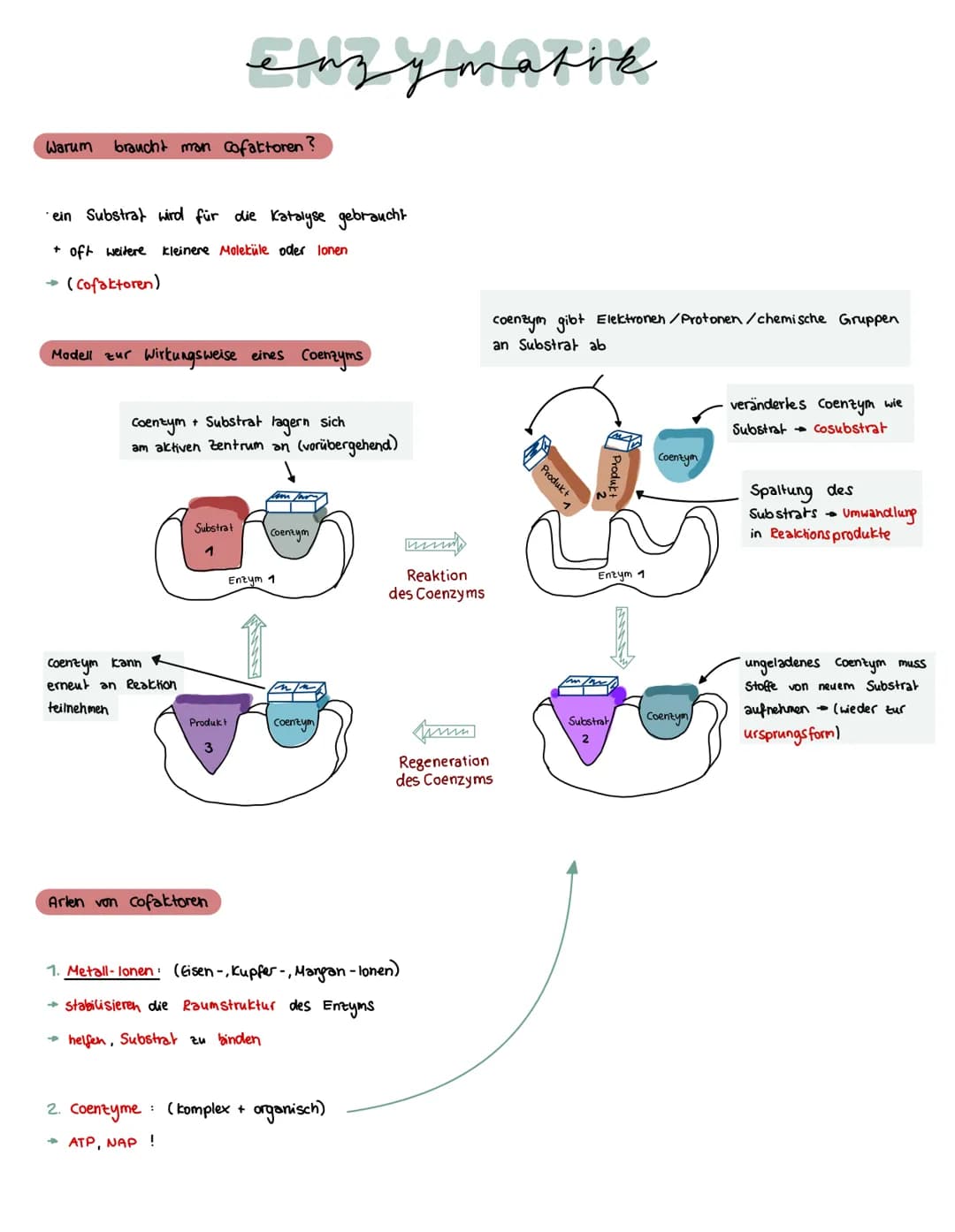 Was brauchen Enzyme, um eine Funktion auszuführen?
ein Substrat bindet immer an
eines Enzyms
→ Enstehury: Enzym - Substrat - komplex
Substra