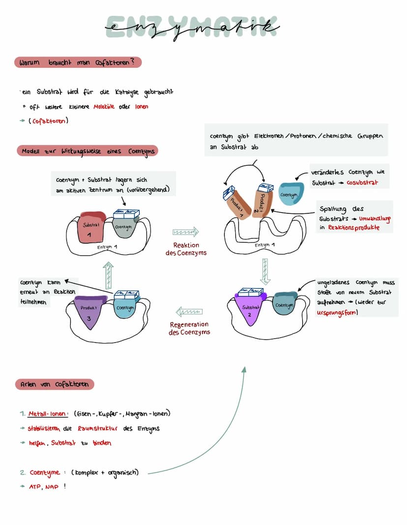 Was brauchen Enzyme, um eine Funktion auszuführen?
ein Substrat bindet immer an
eines Enzyms
→ Enstehury: Enzym - Substrat - komplex
Substra