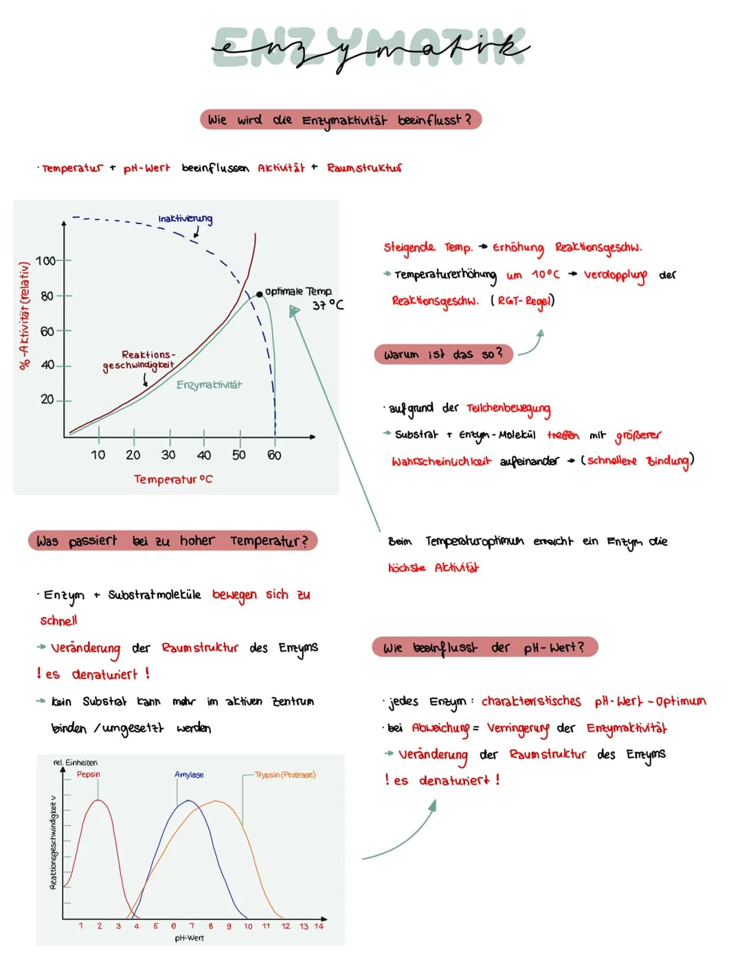 Was brauchen Enzyme, um eine Funktion auszuführen?
ein Substrat bindet immer an
eines Enzyms
→ Enstehury: Enzym - Substrat - komplex
Substra