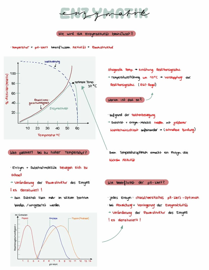 Was brauchen Enzyme, um eine Funktion auszuführen?
ein Substrat bindet immer an
eines Enzyms
→ Enstehury: Enzym - Substrat - komplex
Substra