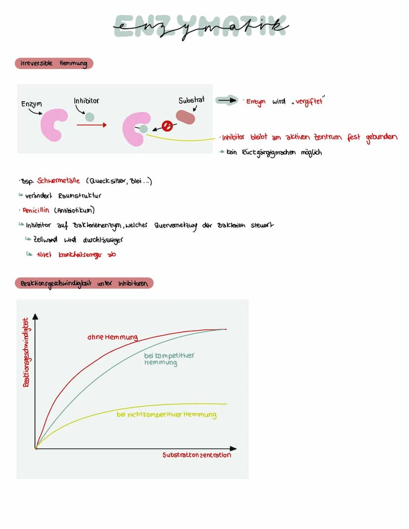 Was brauchen Enzyme, um eine Funktion auszuführen?
ein Substrat bindet immer an
eines Enzyms
→ Enstehury: Enzym - Substrat - komplex
Substra