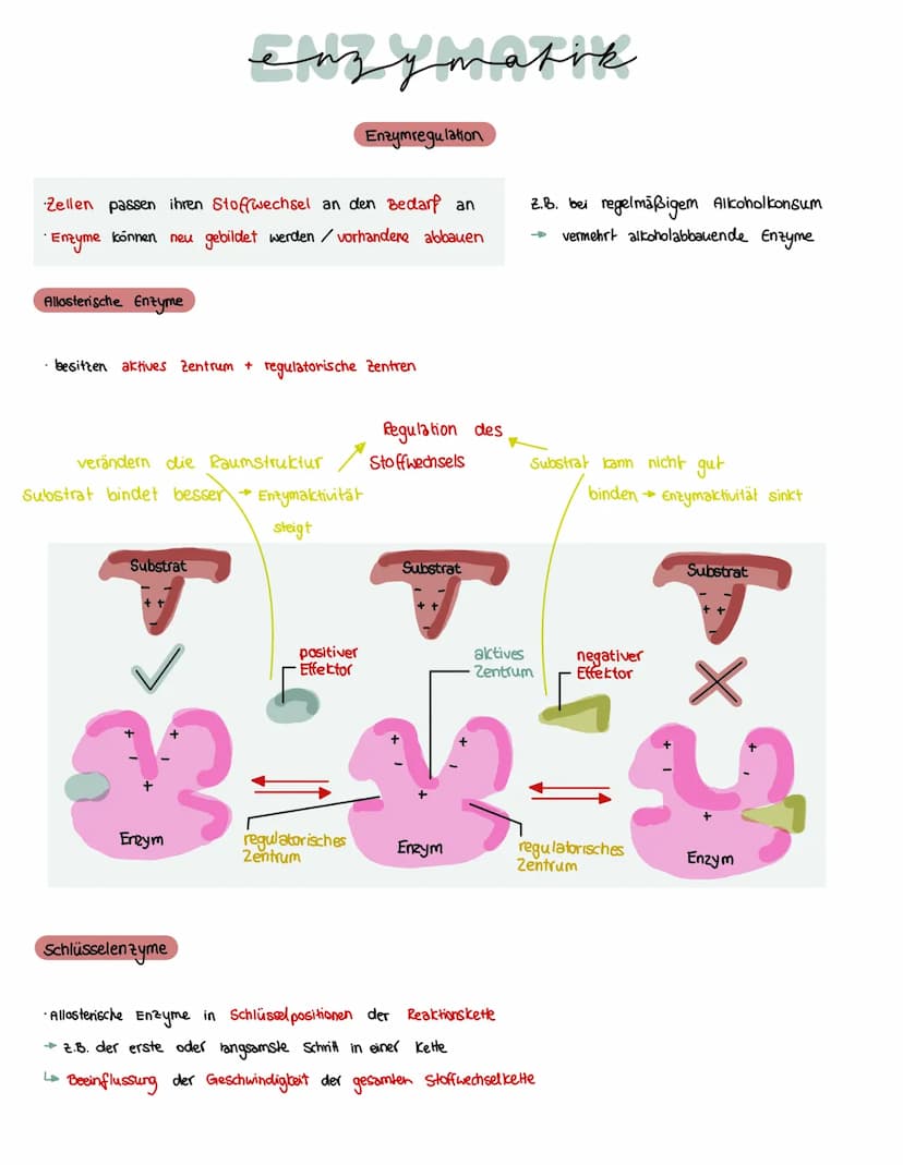 Was brauchen Enzyme, um eine Funktion auszuführen?
ein Substrat bindet immer an
eines Enzyms
→ Enstehury: Enzym - Substrat - komplex
Substra