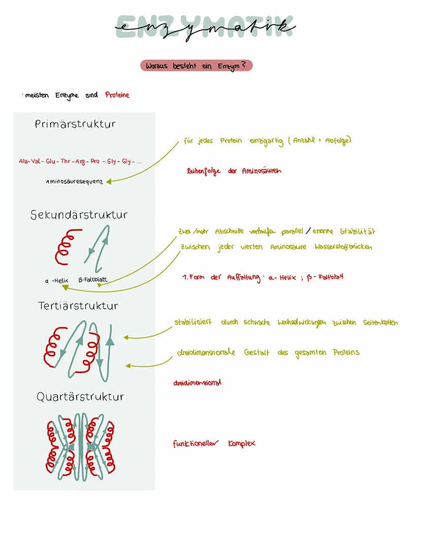Was brauchen Enzyme, um eine Funktion auszuführen?
ein Substrat bindet immer an
eines Enzyms
→ Enstehury: Enzym - Substrat - komplex
Substra