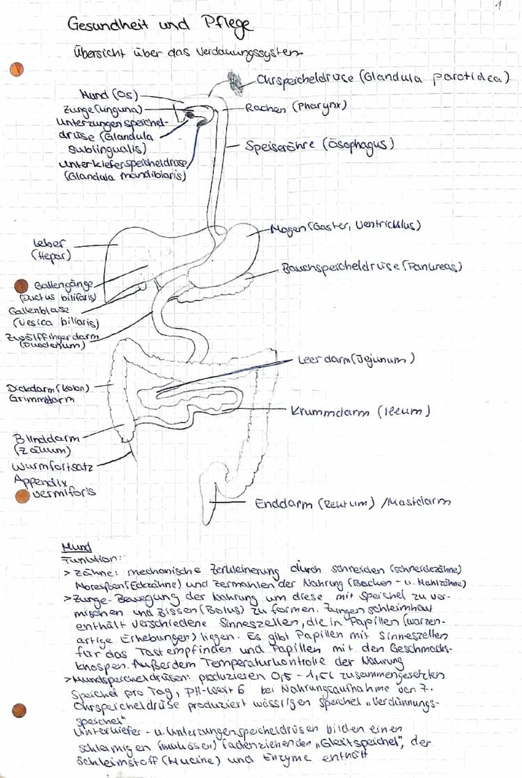 Know Verdauungssystem thumbnail
