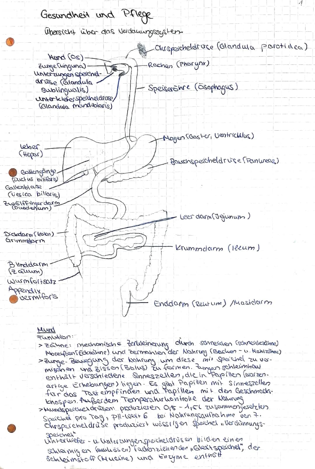 Verdauungssystem