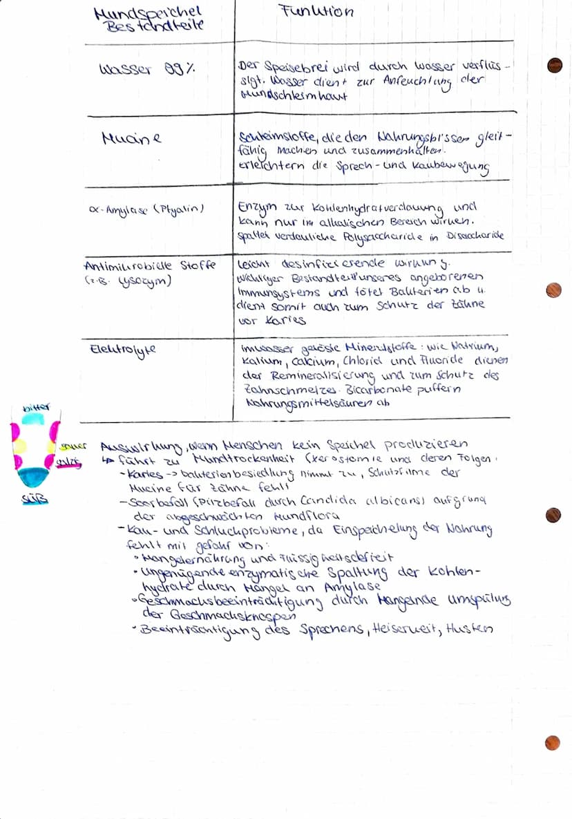Gesundheit und Pflege
Übersicht über das Verdauungssystem
Hund (Os).
Zunge (linguna).
unterzungen speichel-
druse (Glandula
Sublingualis)
Un