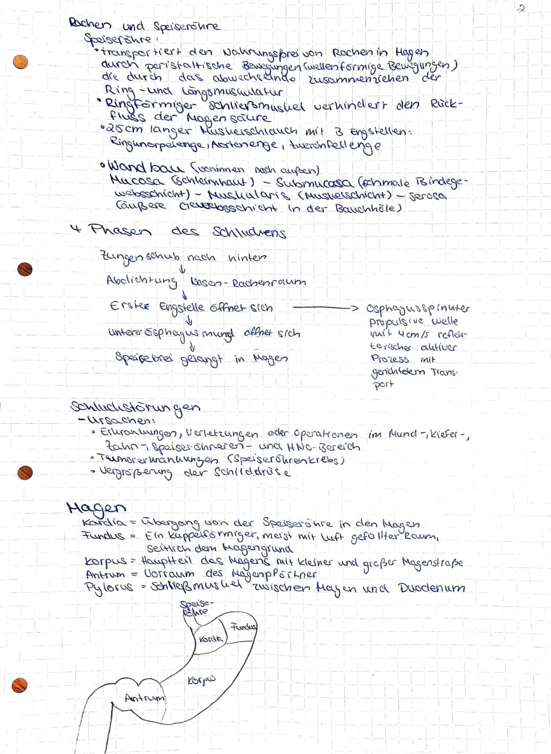 Gesundheit und Pflege
Übersicht über das Verdauungssystem
Hund (Os).
Zunge (linguna).
unterzungen speichel-
druse (Glandula
Sublingualis)
Un