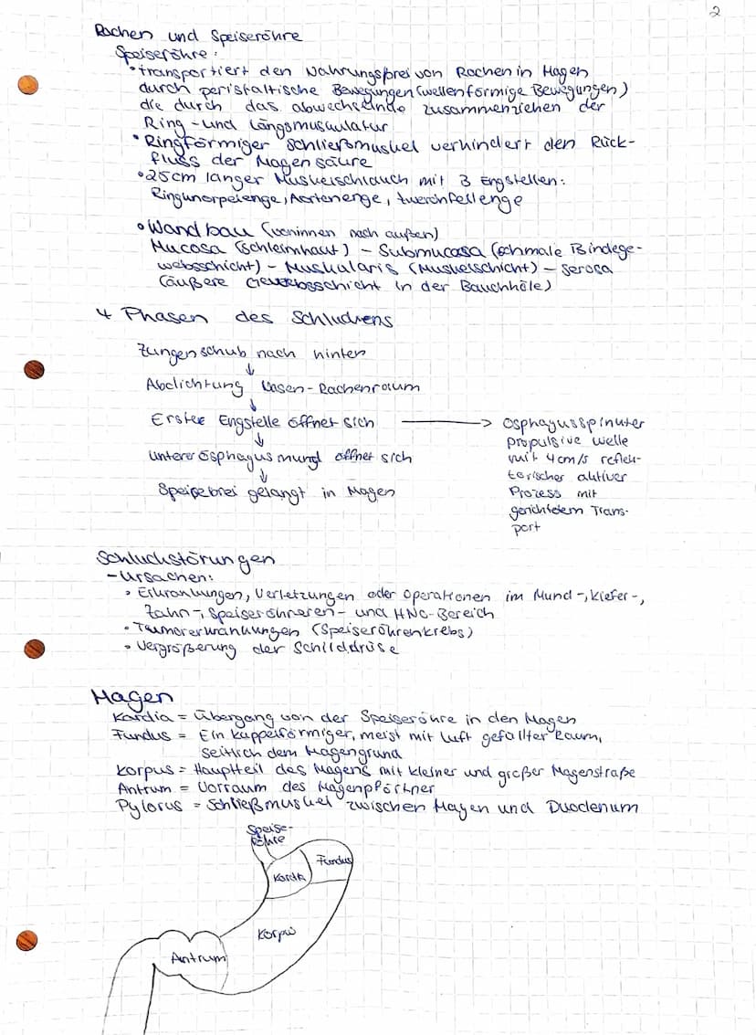 Gesundheit und Pflege
Übersicht über das Verdauungssystem
Hund (Os).
Zunge (linguna).
unterzungen speichel-
druse (Glandula
Sublingualis)
Un