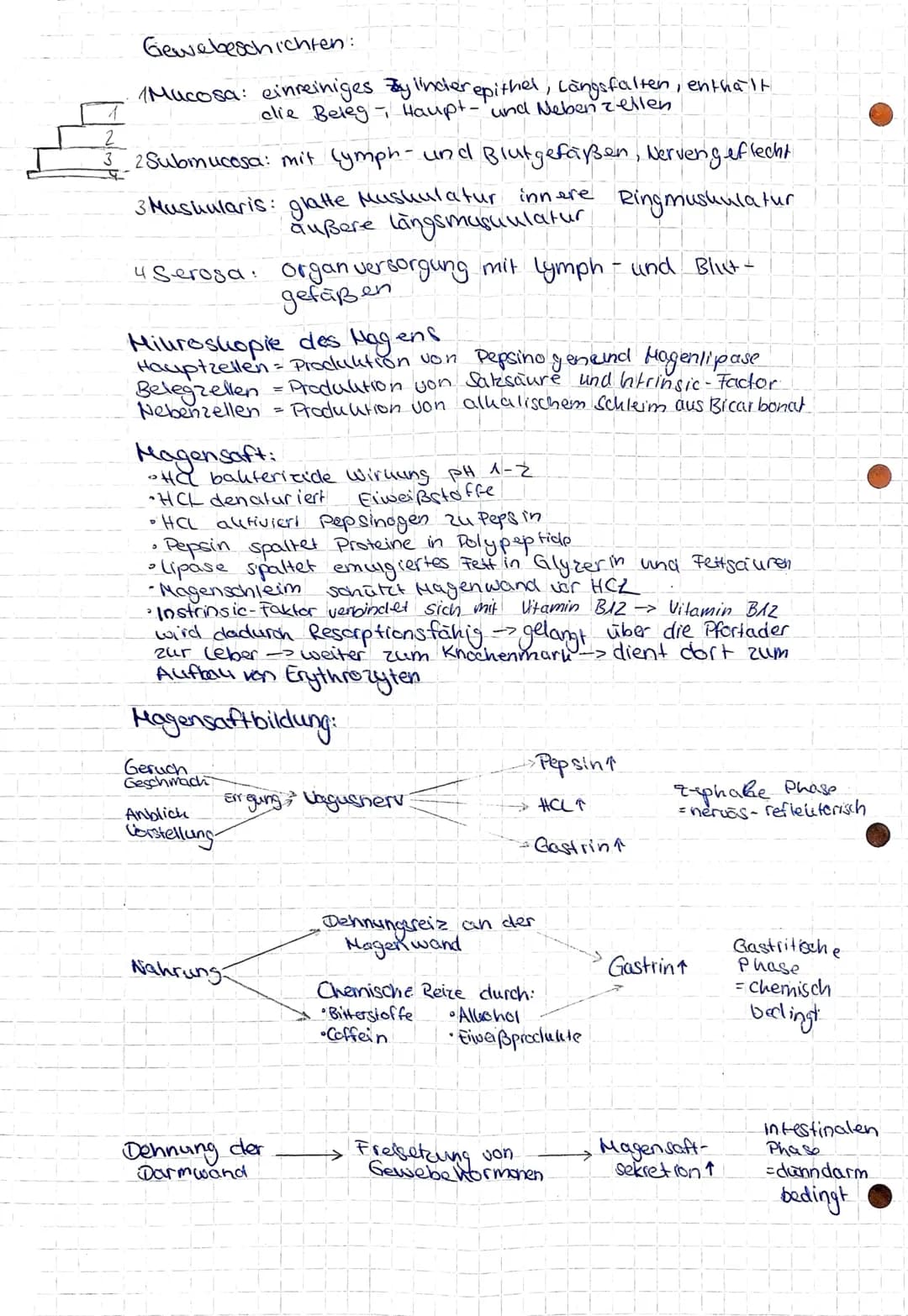 Gesundheit und Pflege
Übersicht über das Verdauungssystem
Hund (Os).
Zunge (linguna).
unterzungen speichel-
druse (Glandula
Sublingualis)
Un
