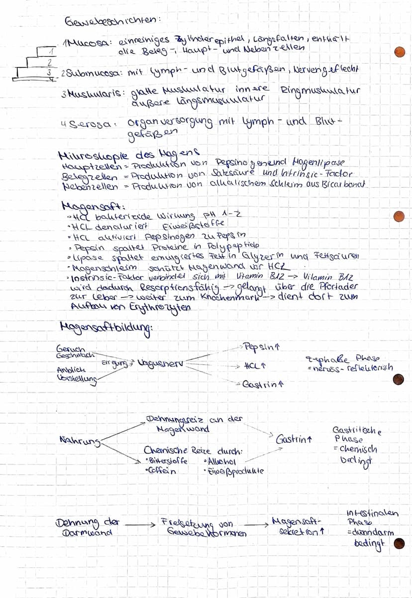 Gesundheit und Pflege
Übersicht über das Verdauungssystem
Hund (Os).
Zunge (linguna).
unterzungen speichel-
druse (Glandula
Sublingualis)
Un