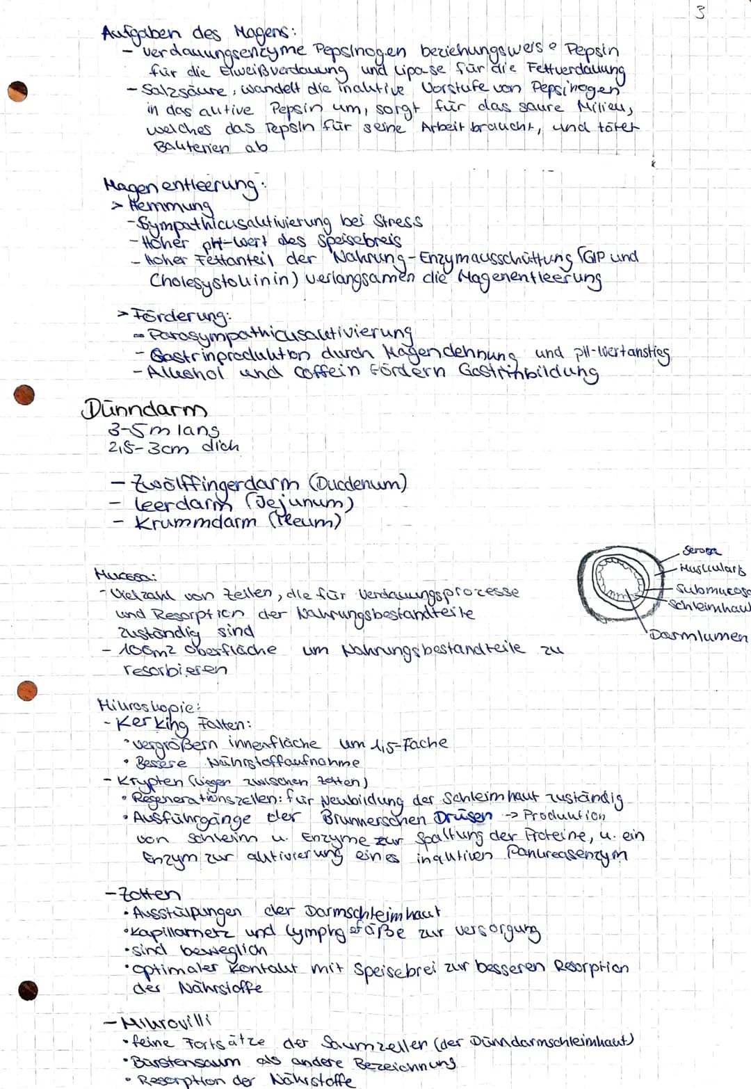 Gesundheit und Pflege
Übersicht über das Verdauungssystem
Hund (Os).
Zunge (linguna).
unterzungen speichel-
druse (Glandula
Sublingualis)
Un