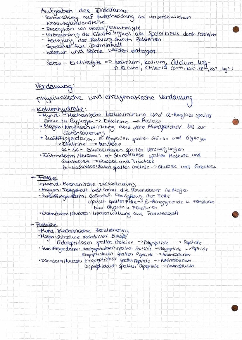 Gesundheit und Pflege
Übersicht über das Verdauungssystem
Hund (Os).
Zunge (linguna).
unterzungen speichel-
druse (Glandula
Sublingualis)
Un