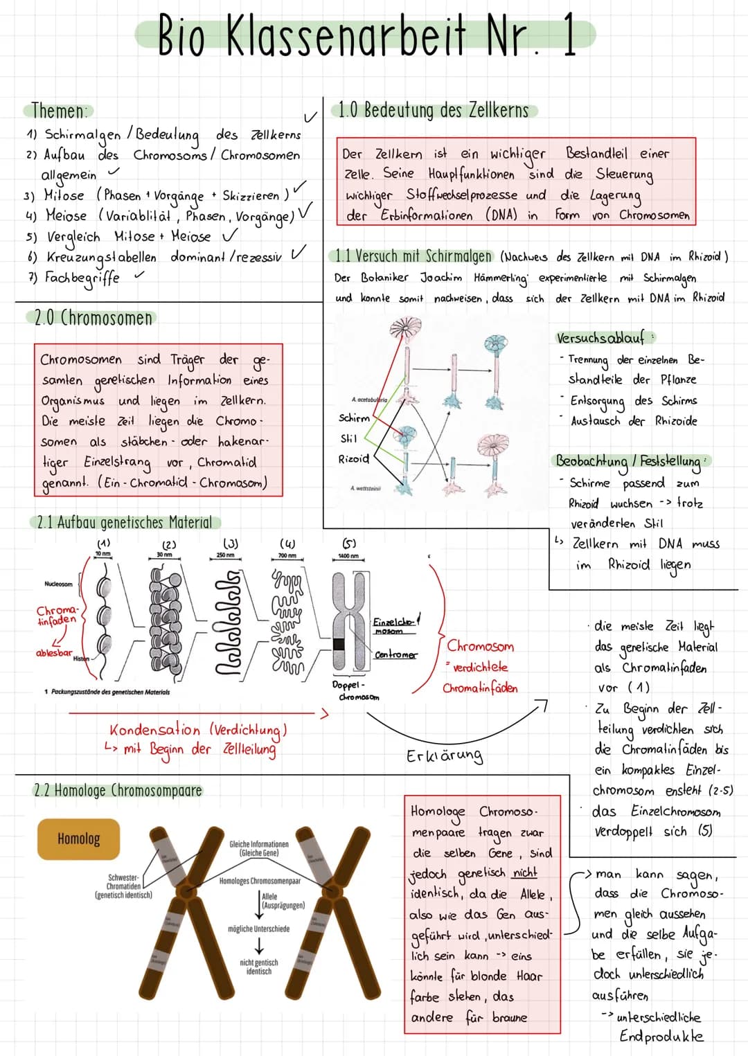 Themen:
1) Schirmalgen / Bedeutung des Zellkerns
2) Aufbau des Chromosoms/ Chromosomen
✓
allgemein
3) Mitose (Phasen ¹ Vorgänge + Skizzieren
