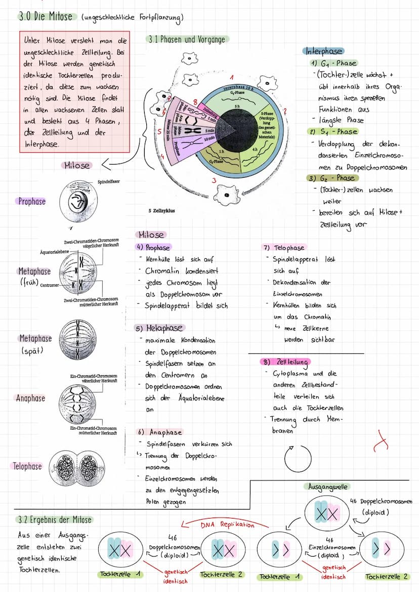 Themen:
1) Schirmalgen / Bedeutung des Zellkerns
2) Aufbau des Chromosoms/ Chromosomen
✓
allgemein
3) Mitose (Phasen ¹ Vorgänge + Skizzieren