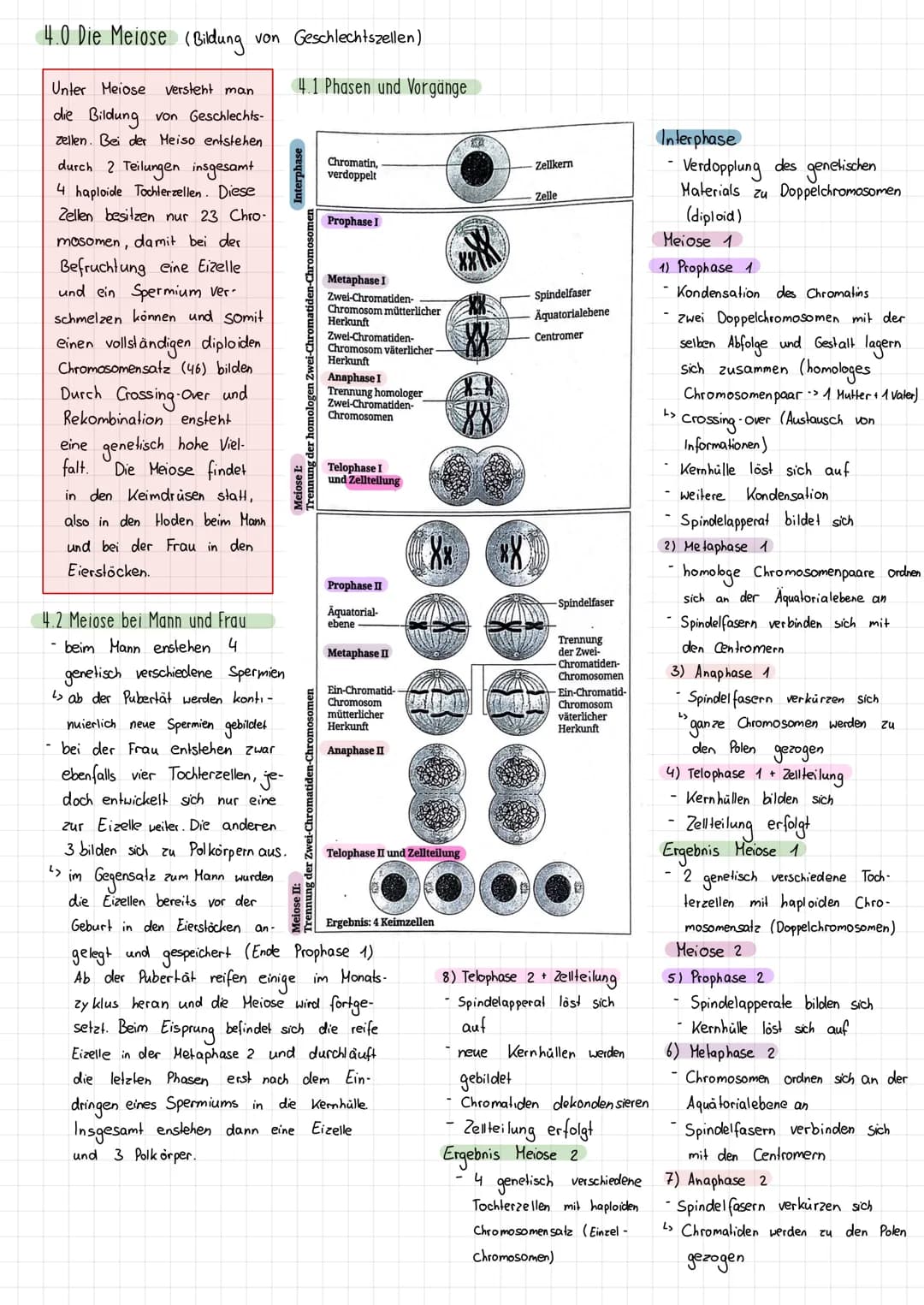 Themen:
1) Schirmalgen / Bedeutung des Zellkerns
2) Aufbau des Chromosoms/ Chromosomen
✓
allgemein
3) Mitose (Phasen ¹ Vorgänge + Skizzieren