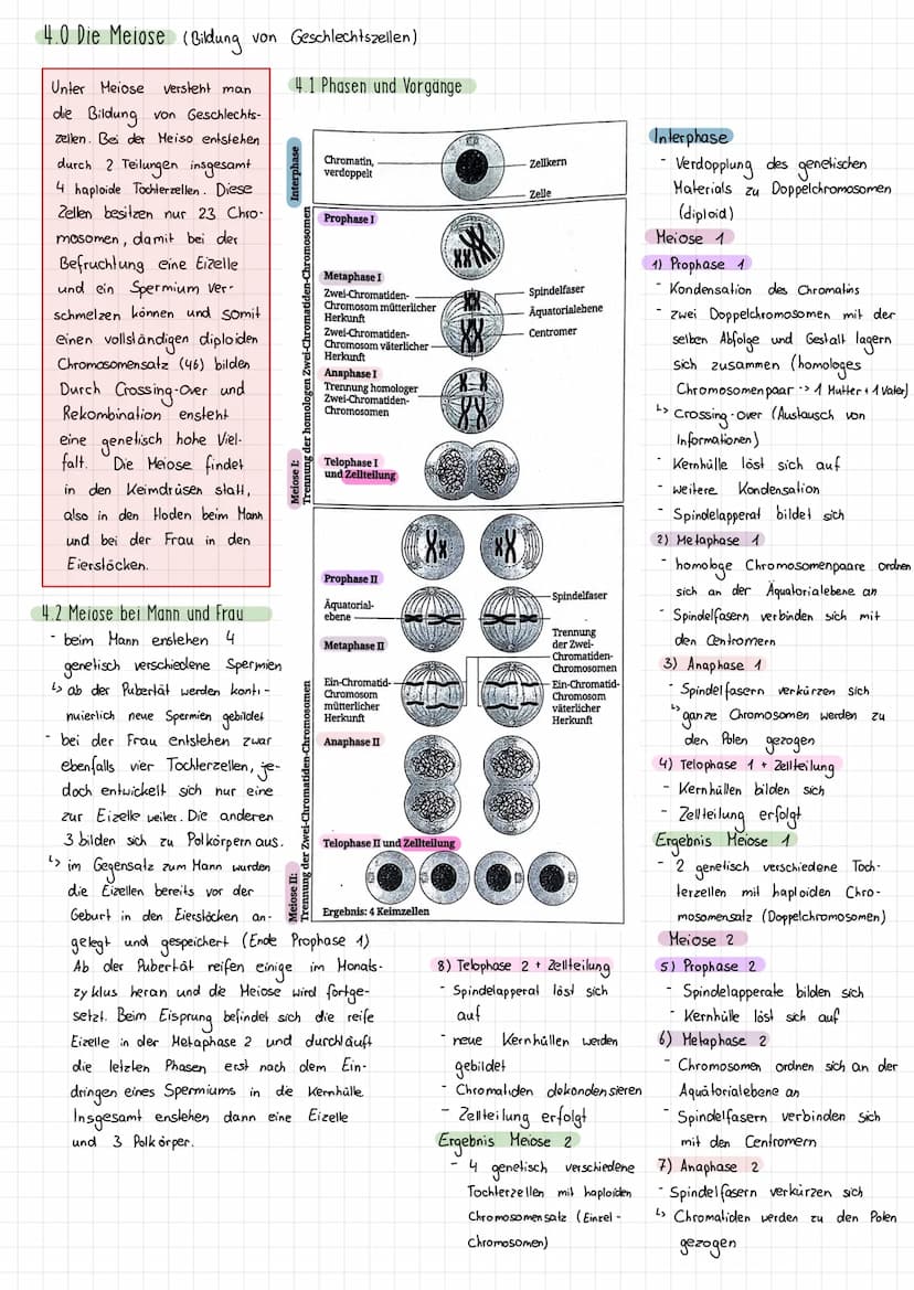 Themen:
1) Schirmalgen / Bedeutung des Zellkerns
2) Aufbau des Chromosoms/ Chromosomen
✓
allgemein
3) Mitose (Phasen ¹ Vorgänge + Skizzieren