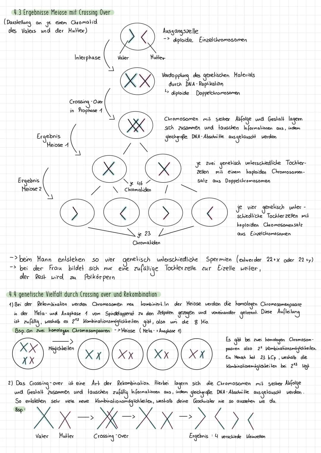 Themen:
1) Schirmalgen / Bedeutung des Zellkerns
2) Aufbau des Chromosoms/ Chromosomen
✓
allgemein
3) Mitose (Phasen ¹ Vorgänge + Skizzieren