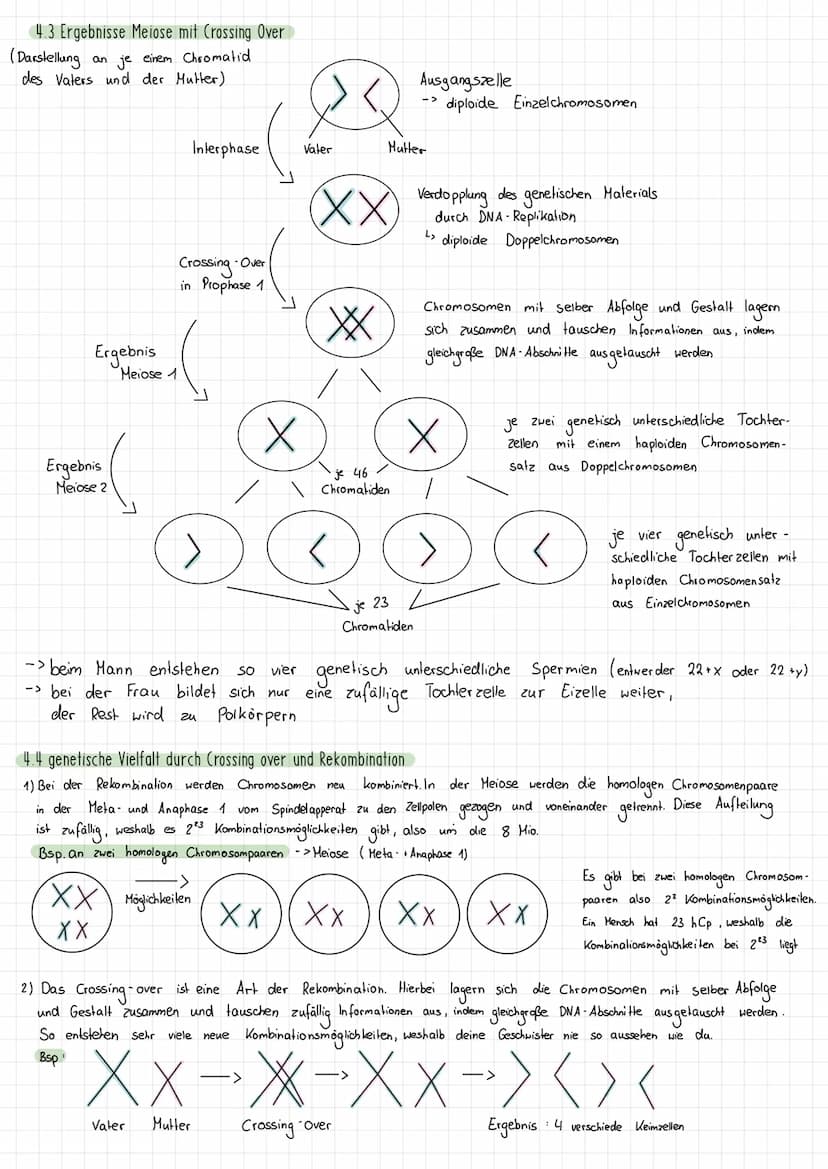 Themen:
1) Schirmalgen / Bedeutung des Zellkerns
2) Aufbau des Chromosoms/ Chromosomen
✓
allgemein
3) Mitose (Phasen ¹ Vorgänge + Skizzieren