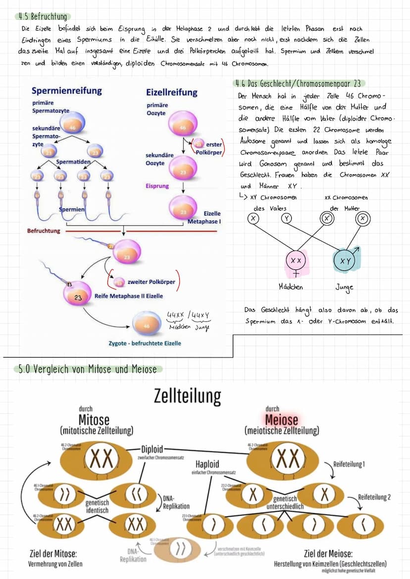 Themen:
1) Schirmalgen / Bedeutung des Zellkerns
2) Aufbau des Chromosoms/ Chromosomen
✓
allgemein
3) Mitose (Phasen ¹ Vorgänge + Skizzieren