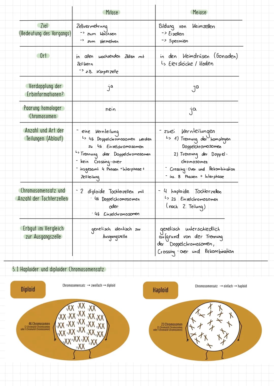 Themen:
1) Schirmalgen / Bedeutung des Zellkerns
2) Aufbau des Chromosoms/ Chromosomen
✓
allgemein
3) Mitose (Phasen ¹ Vorgänge + Skizzieren