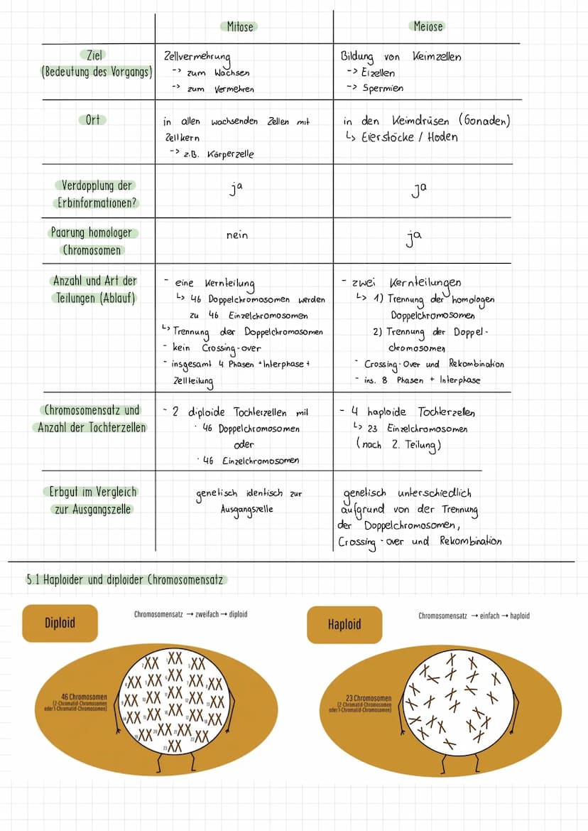 Themen:
1) Schirmalgen / Bedeutung des Zellkerns
2) Aufbau des Chromosoms/ Chromosomen
✓
allgemein
3) Mitose (Phasen ¹ Vorgänge + Skizzieren