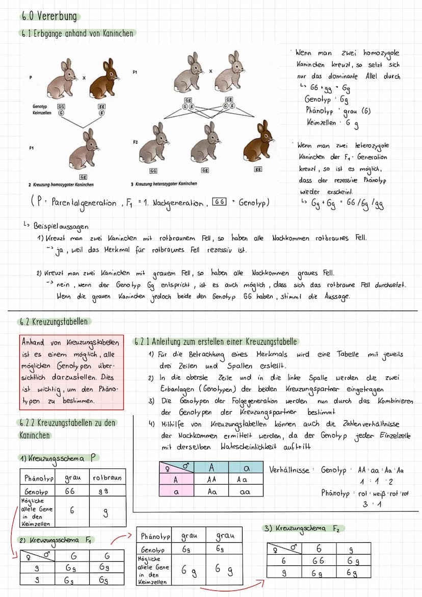 Themen:
1) Schirmalgen / Bedeutung des Zellkerns
2) Aufbau des Chromosoms/ Chromosomen
✓
allgemein
3) Mitose (Phasen ¹ Vorgänge + Skizzieren