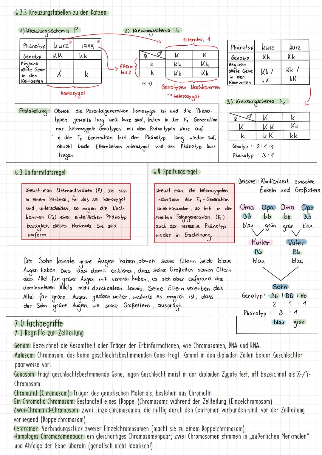 Themen:
1) Schirmalgen / Bedeutung des Zellkerns
2) Aufbau des Chromosoms/ Chromosomen
✓
allgemein
3) Mitose (Phasen ¹ Vorgänge + Skizzieren