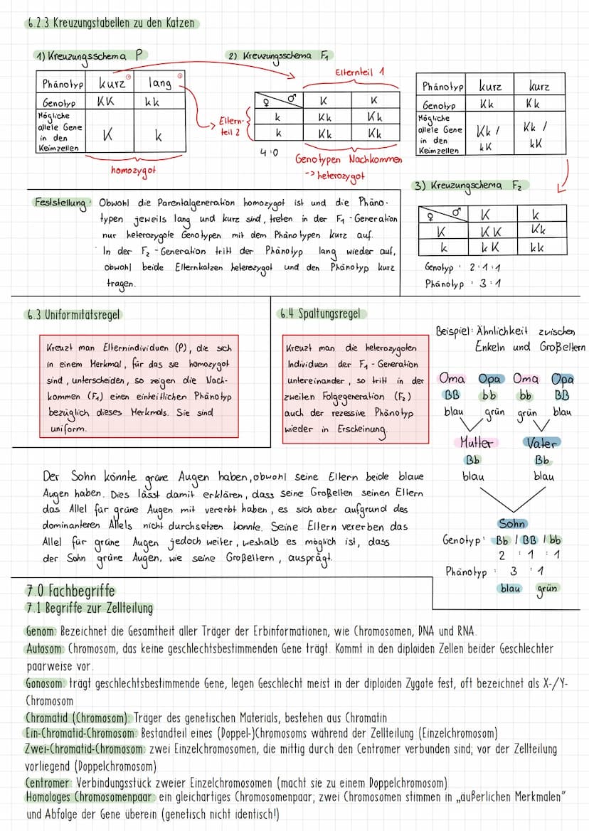 Themen:
1) Schirmalgen / Bedeutung des Zellkerns
2) Aufbau des Chromosoms/ Chromosomen
✓
allgemein
3) Mitose (Phasen ¹ Vorgänge + Skizzieren