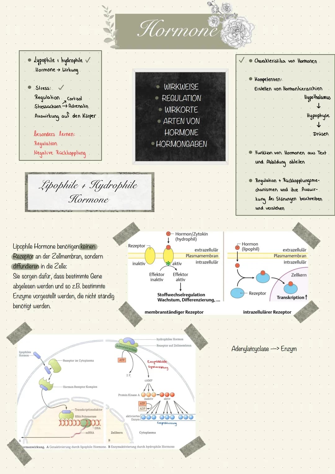 ●
Lypophile hydrophile ✓
Hormone → Wirkung
• Stress:
lipophiles
Hormon
Regulation Cortisol
Stressachsen Adrenalin
Auswirkung auf den Körper
