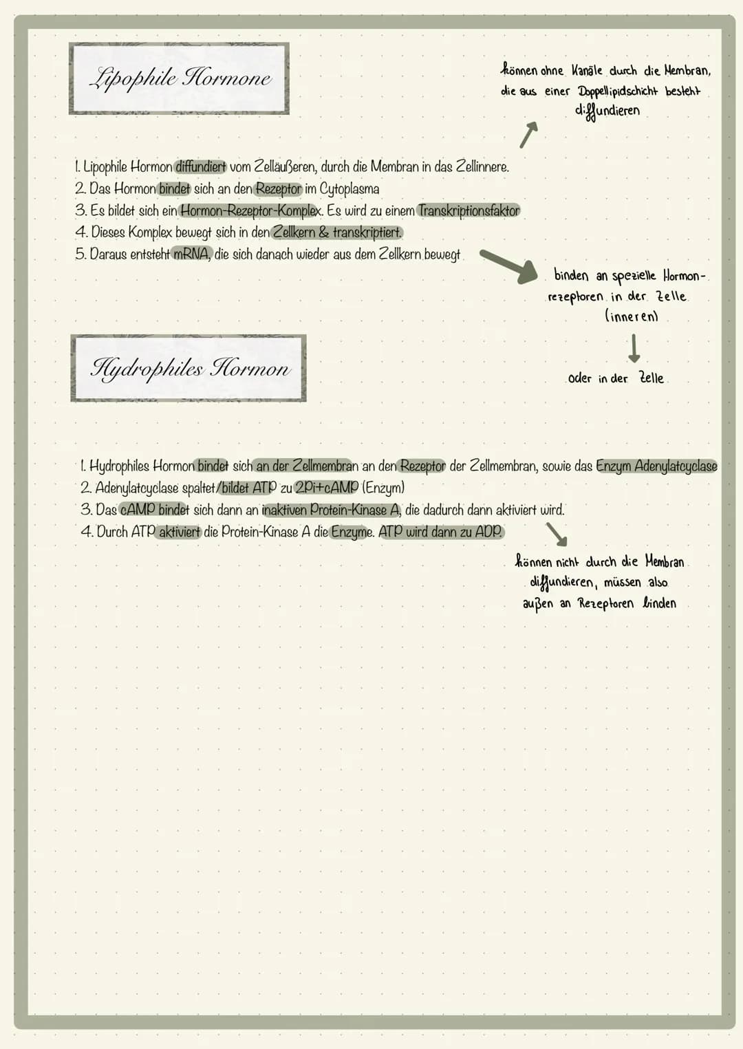 ●
Lypophile hydrophile ✓
Hormone → Wirkung
• Stress:
lipophiles
Hormon
Regulation Cortisol
Stressachsen Adrenalin
Auswirkung auf den Körper
