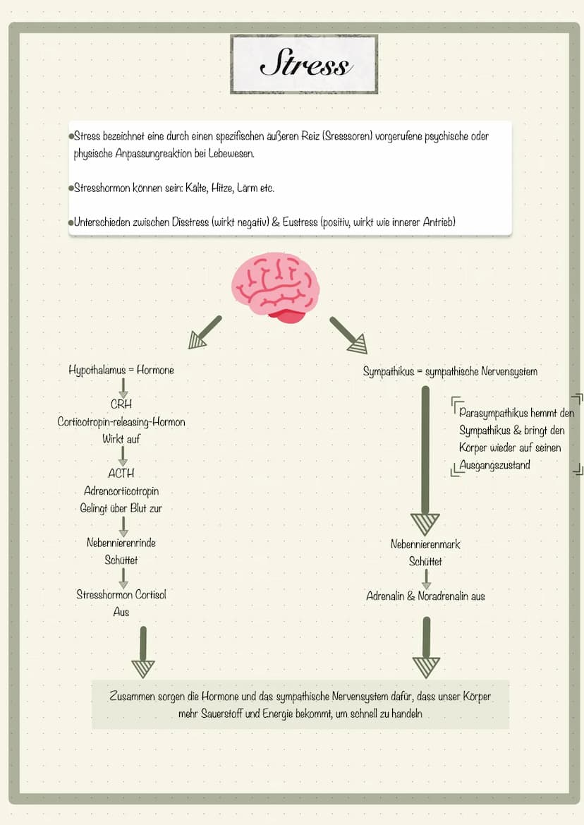 ●
Lypophile hydrophile ✓
Hormone → Wirkung
• Stress:
lipophiles
Hormon
Regulation Cortisol
Stressachsen Adrenalin
Auswirkung auf den Körper
